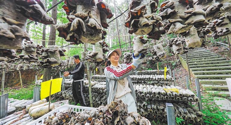 发展产业调研】林下生金冰球突破平台【高质量